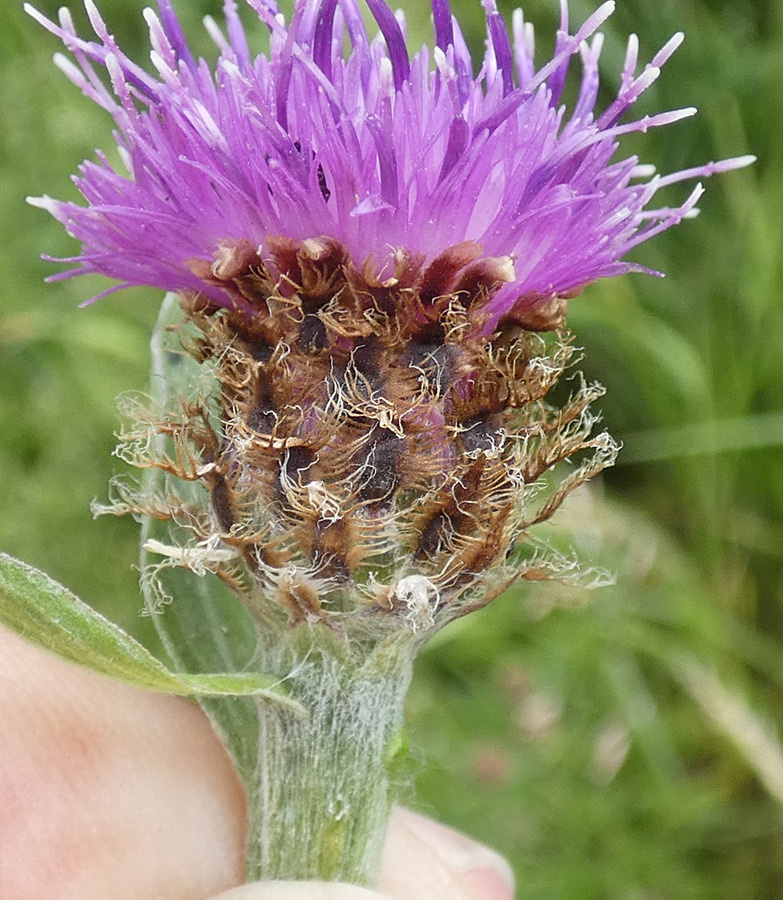 Centaurea thuillieri Centaurea thuillieri