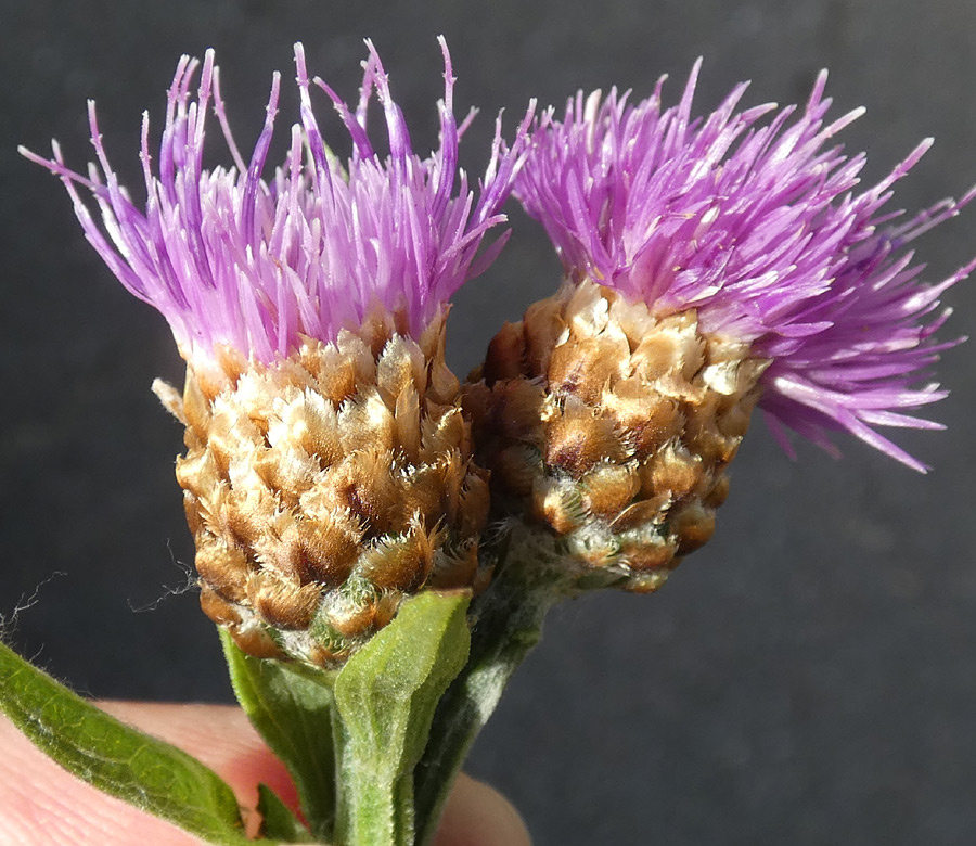 Centaurea jacea agg. | Wiesen-Flockenblume (Artengruppe) Centaurea jacea agg. | Wiesen-Flockenblume (Artengruppe)