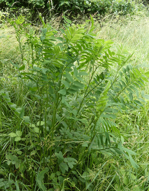 Galega officinalis | Echte Geißraute Galega officinalis | Echte Geißraute