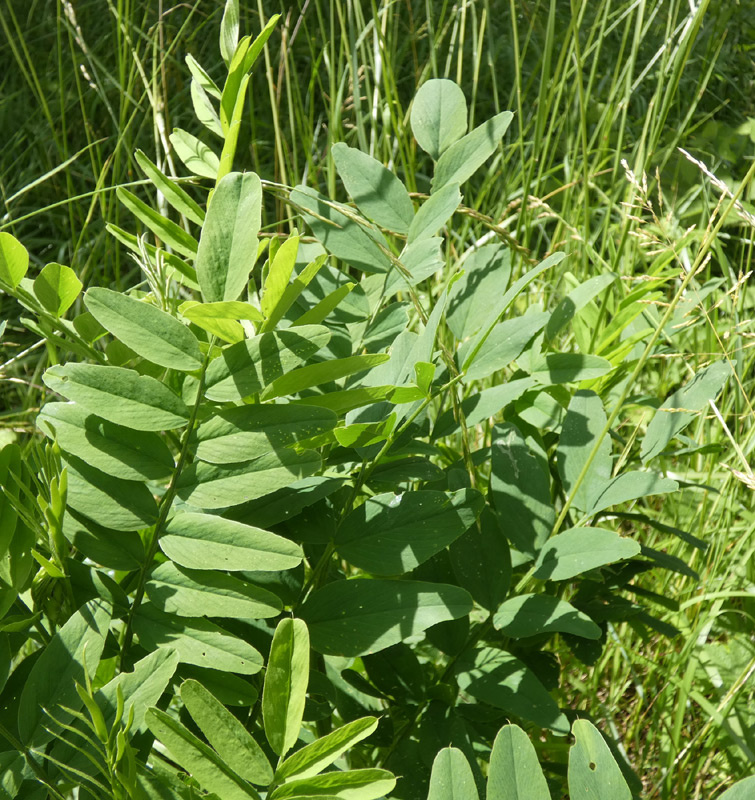 Galega officinalis | Echte Geißraute Galega officinalis | Echte Geißraute