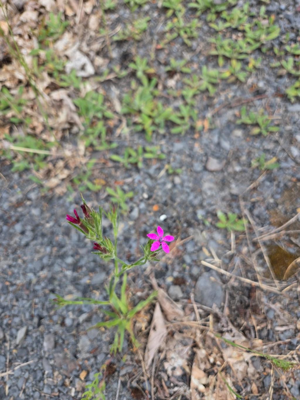 Dianthus armeria subsp. armeria | Raue Nelke Dianthus armeria subsp. armeria | Raue Nelke