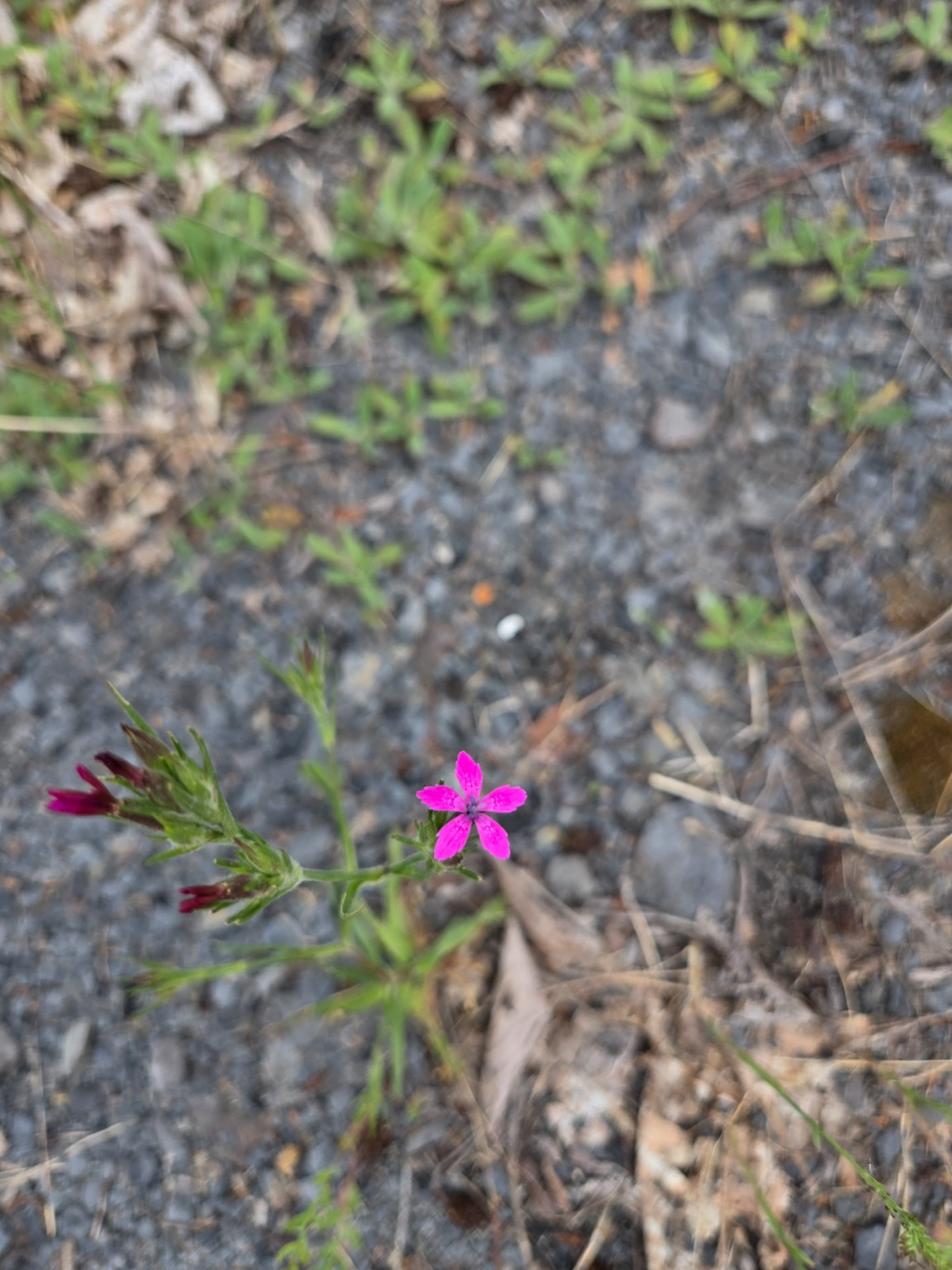 Dianthus armeria subsp. armeria | Raue Nelke Dianthus armeria subsp. armeria | Raue Nelke