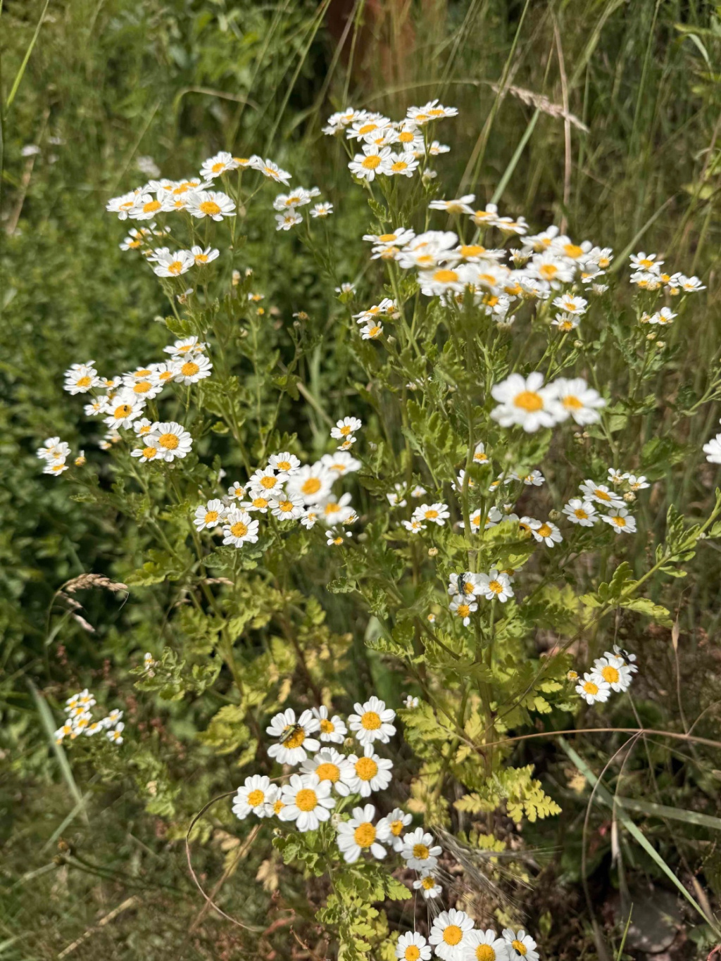 Tanacetum parthenium | Mutterkraut Tanacetum parthenium | Mutterkraut