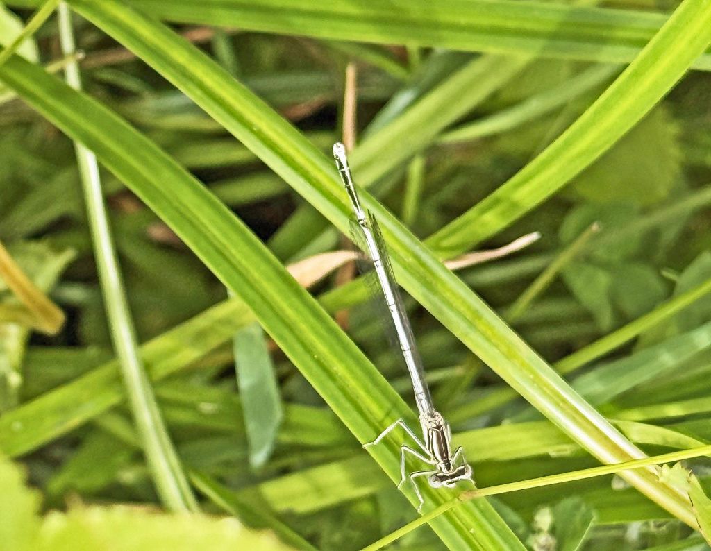Platycnemis pennipes | Federlibelle Platycnemis pennipes | Federlibelle
