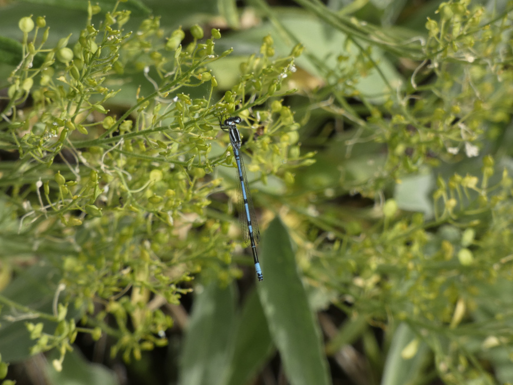 Coenagrion puella | Hufeisen-Azurjungfer Coenagrion puella | Hufeisen-Azurjungfer