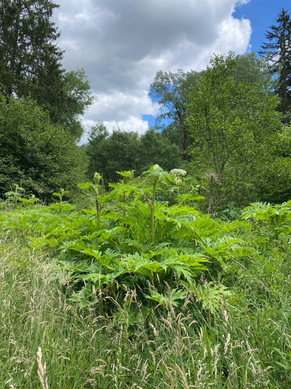 Heracleum mantegazzianum | Riesen-Bärenklau Heracleum mantegazzianum | Riesen-Bärenklau