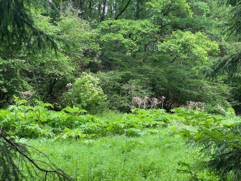 Heracleum mantegazzianum | Riesen-Bärenklau Heracleum mantegazzianum | Riesen-Bärenklau