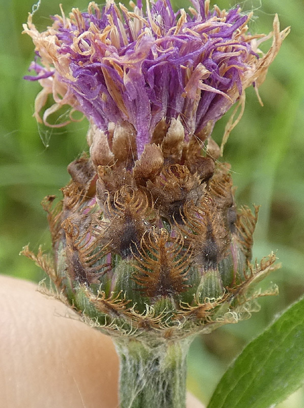 Centaurea thuillieri Centaurea thuillieri