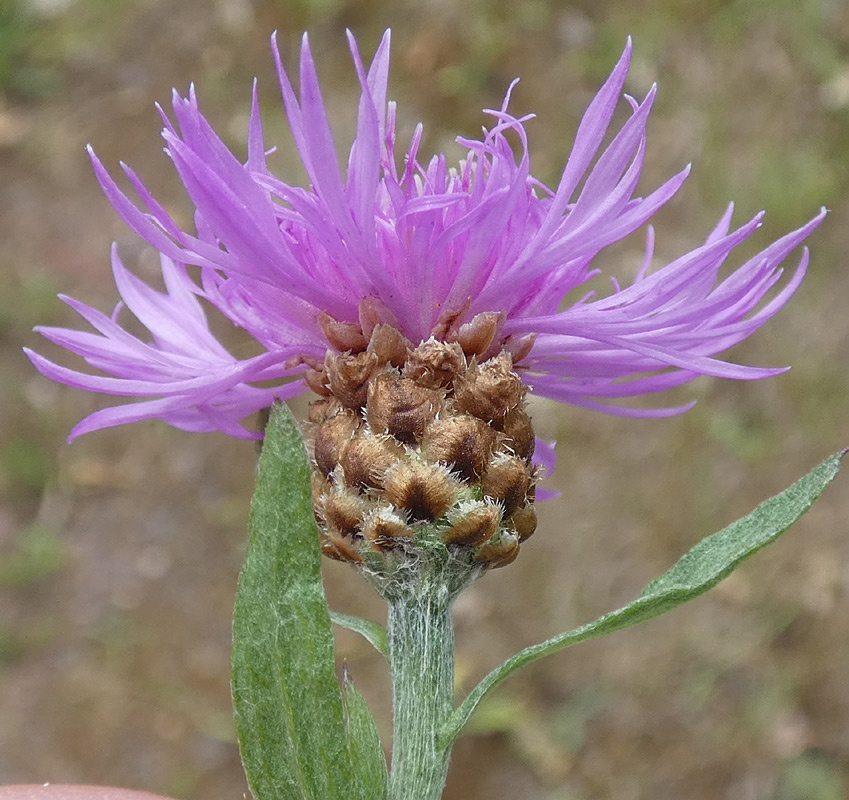Centaurea jacea s. str. Centaurea jacea s. str.