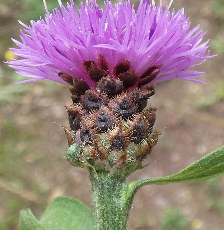 Centaurea thuillieri Centaurea thuillieri