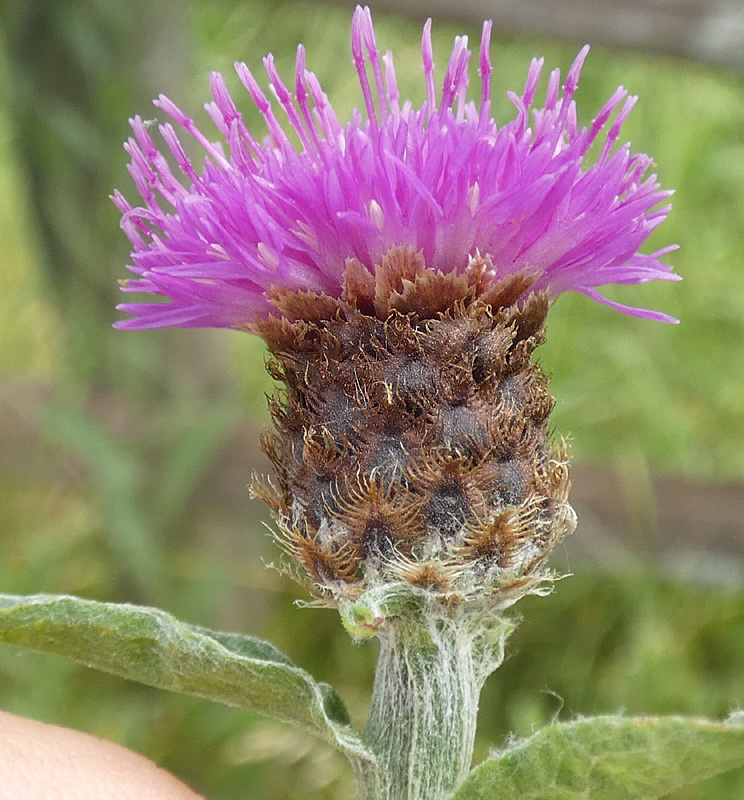 Centaurea thuillieri Centaurea thuillieri