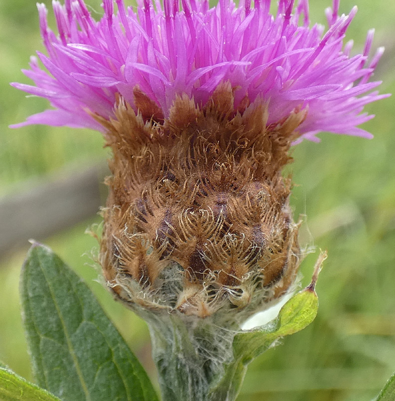Centaurea thuillieri Centaurea thuillieri