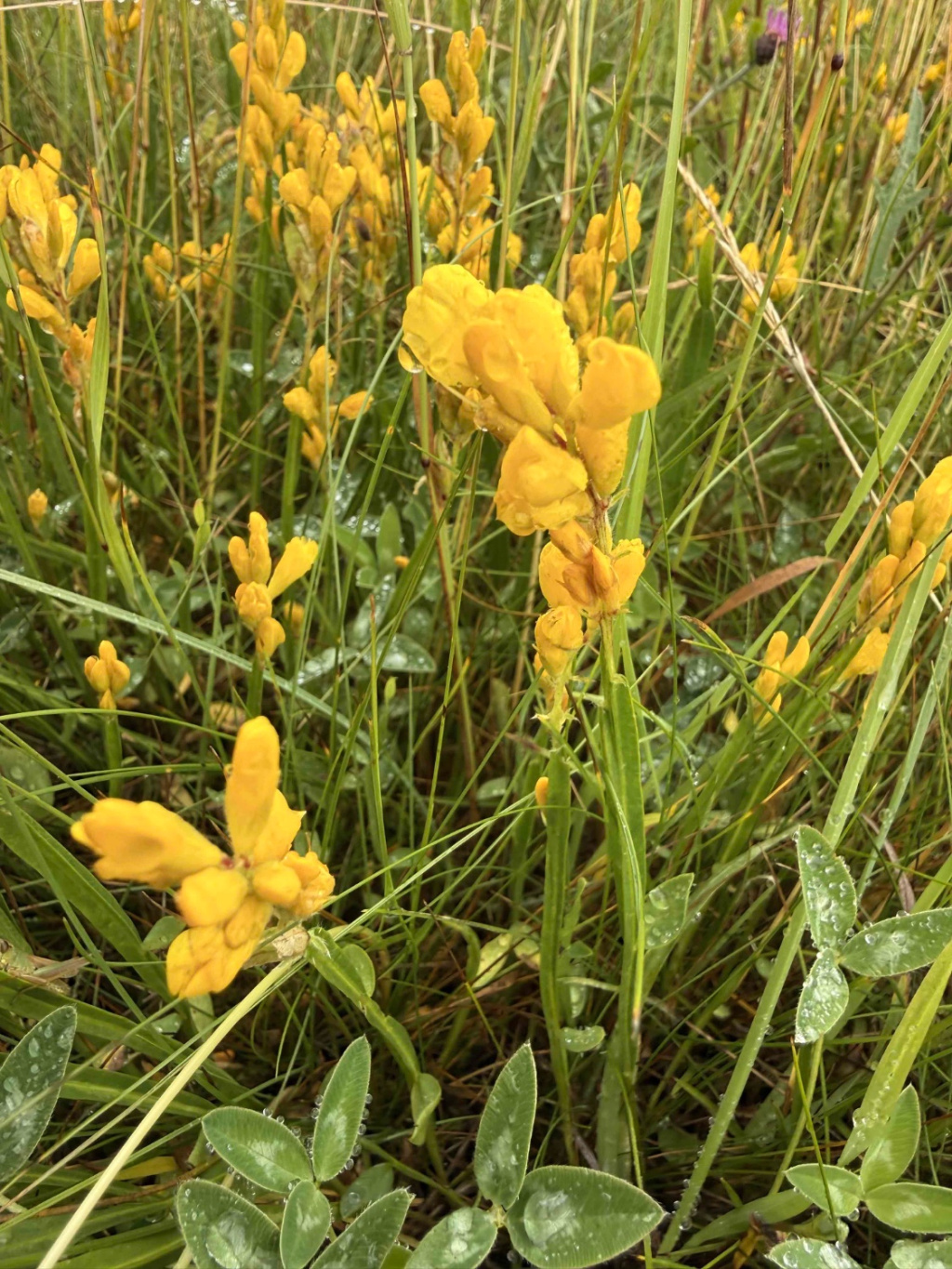 Genista sagittalis | Flügel-Ginster Genista sagittalis | Flügel-Ginster