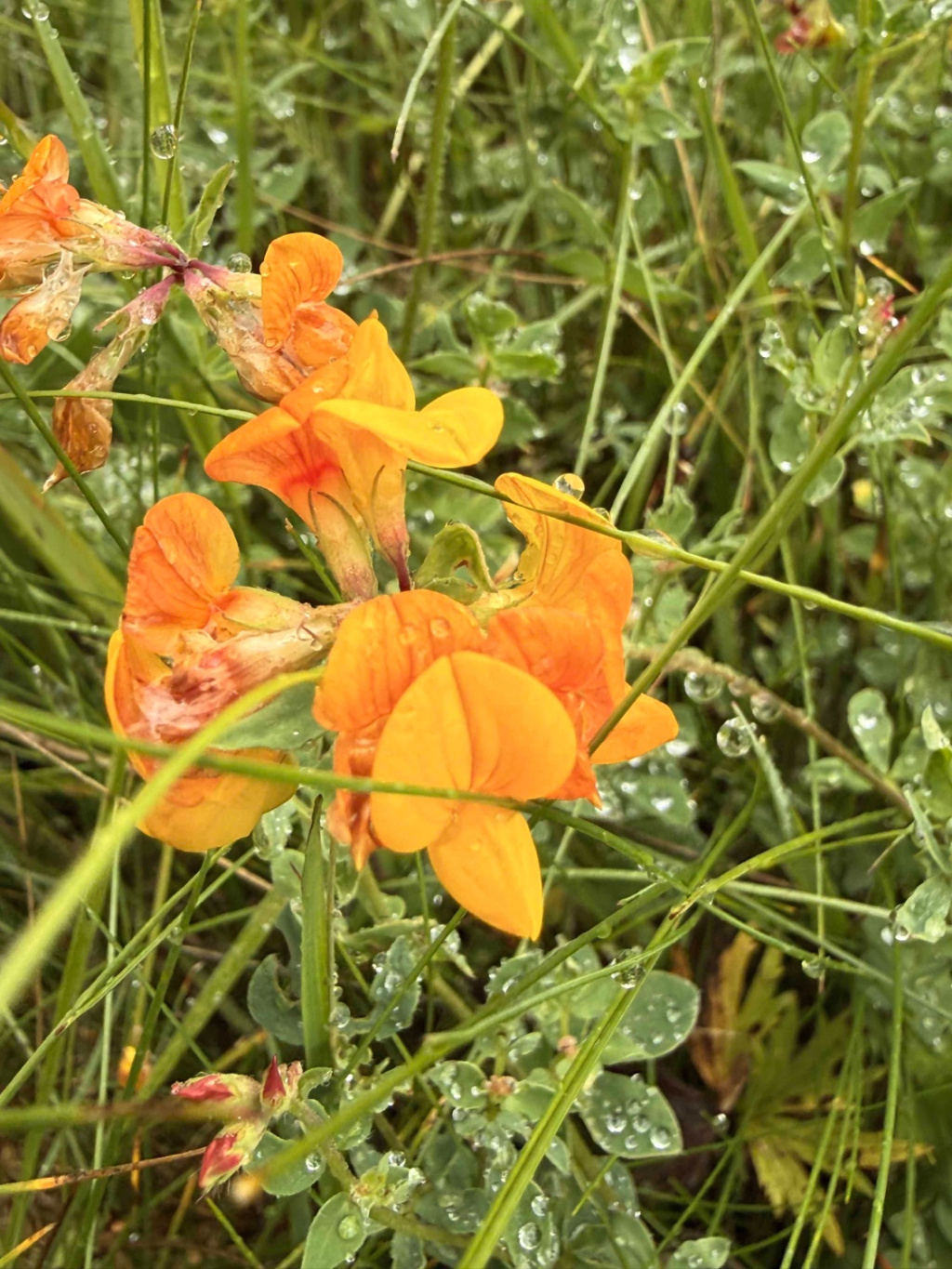 Lotus corniculatus | Gewöhnlicher Hornklee Lotus corniculatus | Gewöhnlicher Hornklee