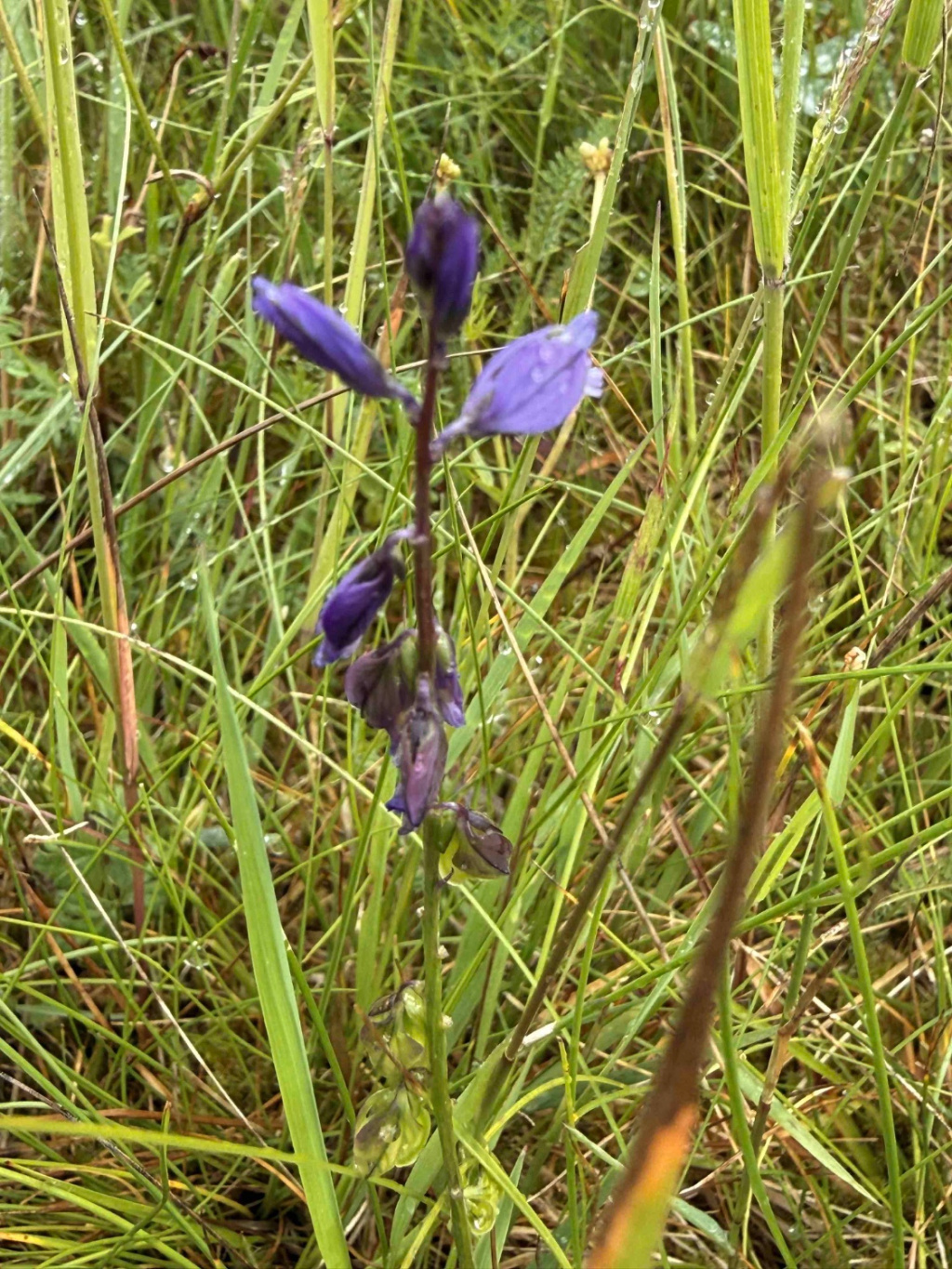 Polygala vulgaris s. l. | Gewöhnliches Kreuzblümchen Polygala vulgaris s. l. | Gewöhnliches Kreuzblümchen