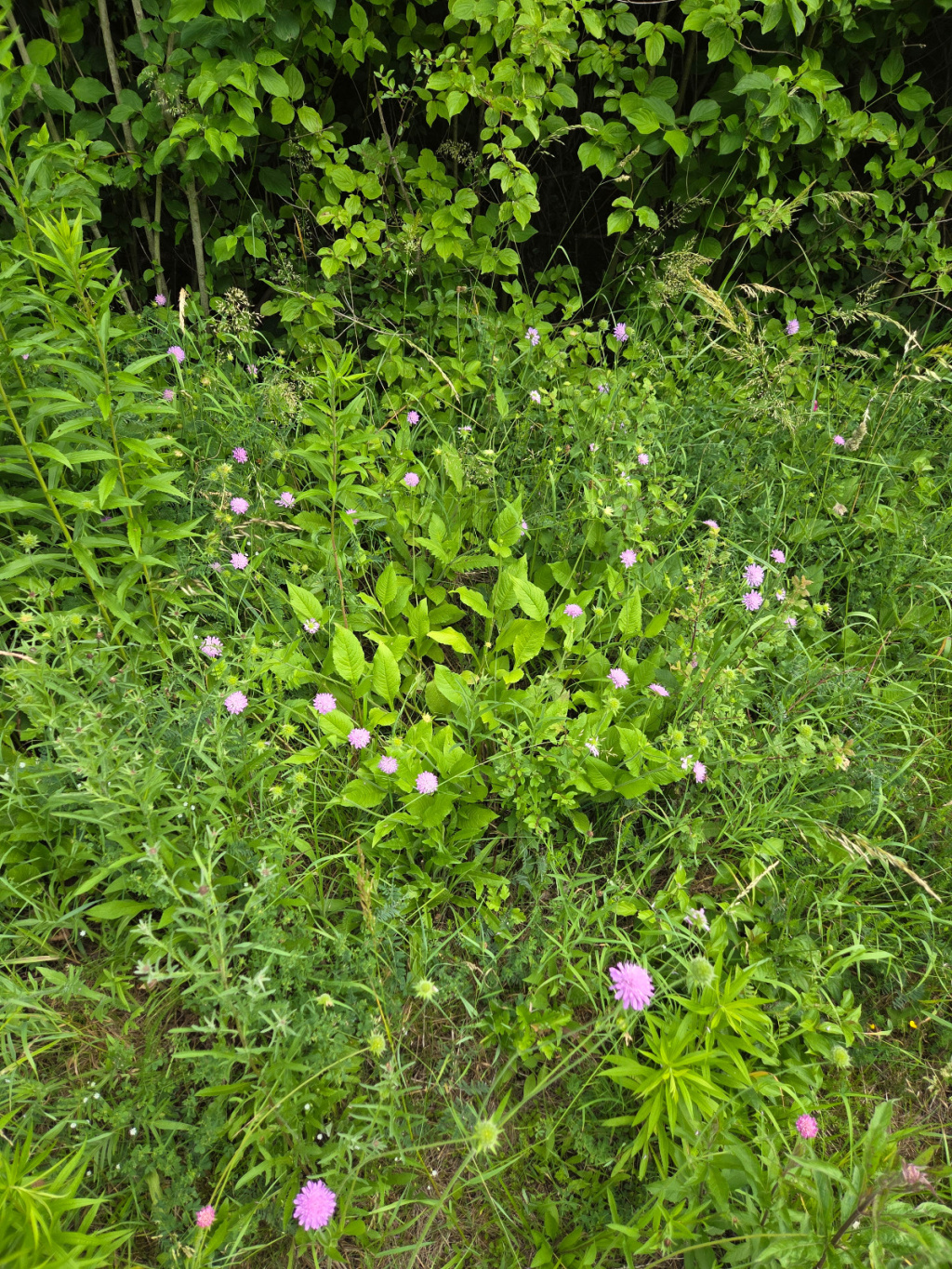 Knautia drymeia Knautia drymeia