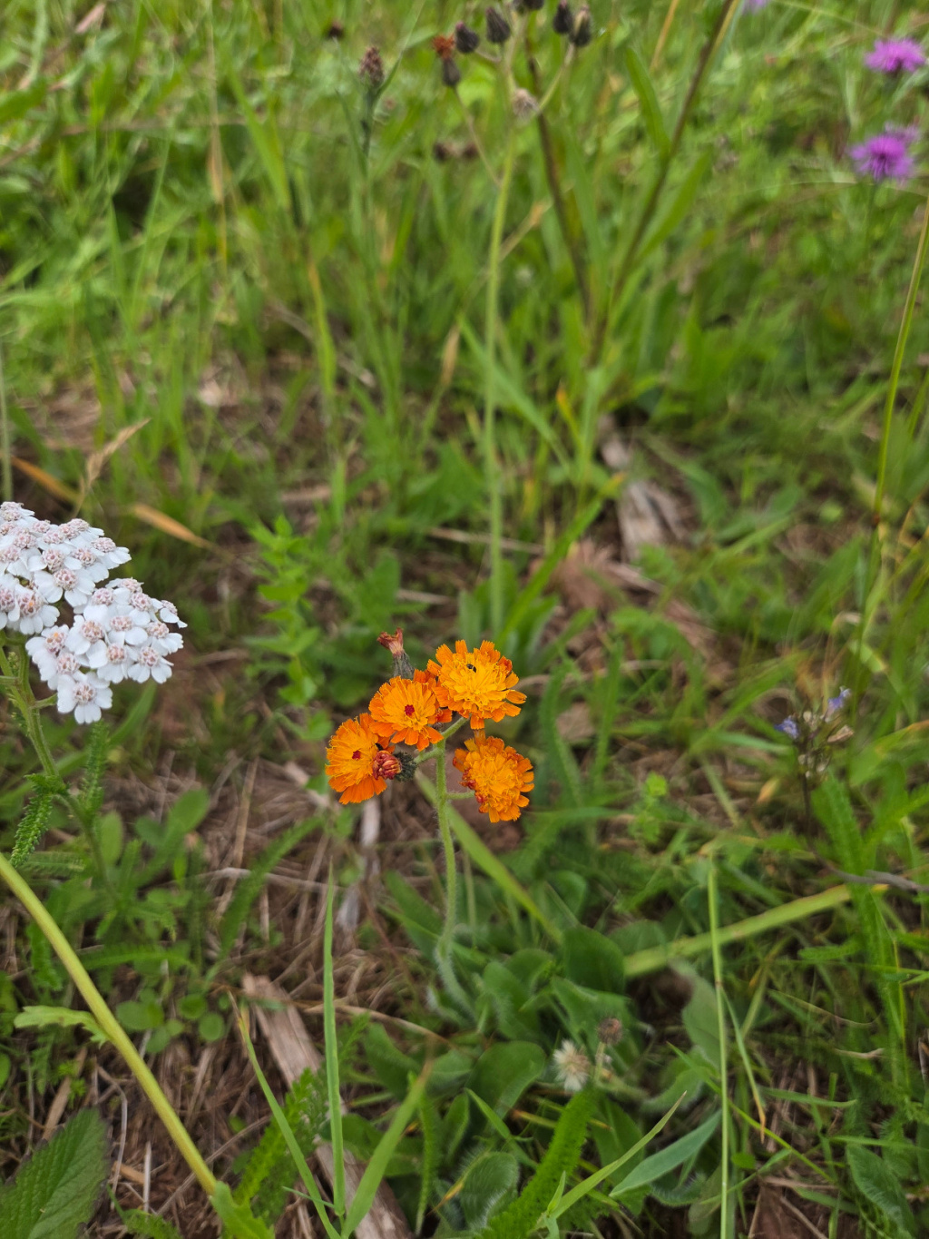 Hieracium aurantiacum | Orangerotes Habichtskraut Hieracium aurantiacum | Orangerotes Habichtskraut