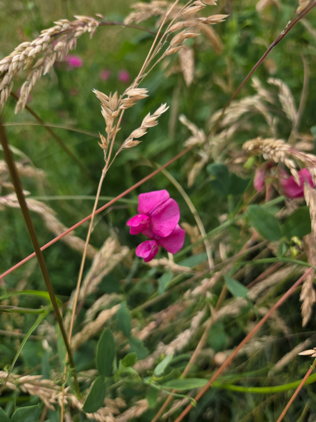 Lathyrus tuberosus | Knollen-Platterbse Lathyrus tuberosus | Knollen-Platterbse