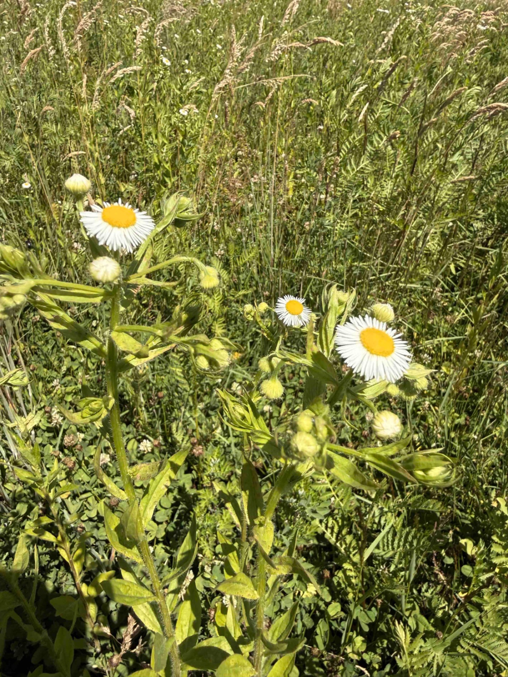 Erigeron annuus | Feinstrahl-Berufkraut Erigeron annuus | Feinstrahl-Berufkraut