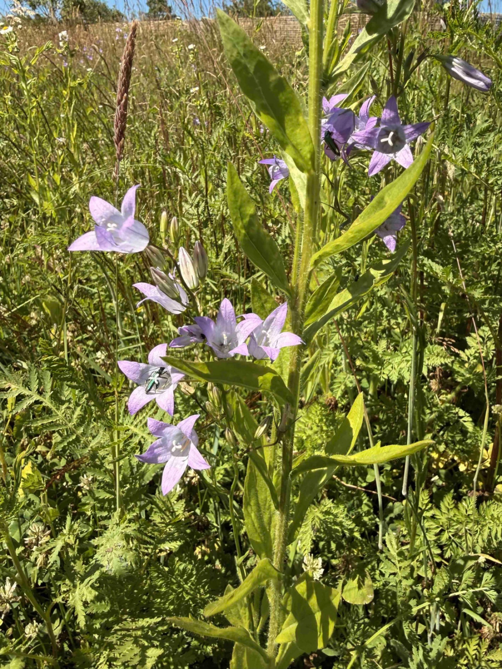 Campanula rapunculus | Rapunzel-Glockenblume Campanula rapunculus | Rapunzel-Glockenblume