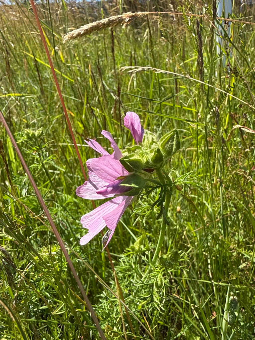 Malva moschata | Moschus-Malve Malva moschata | Moschus-Malve
