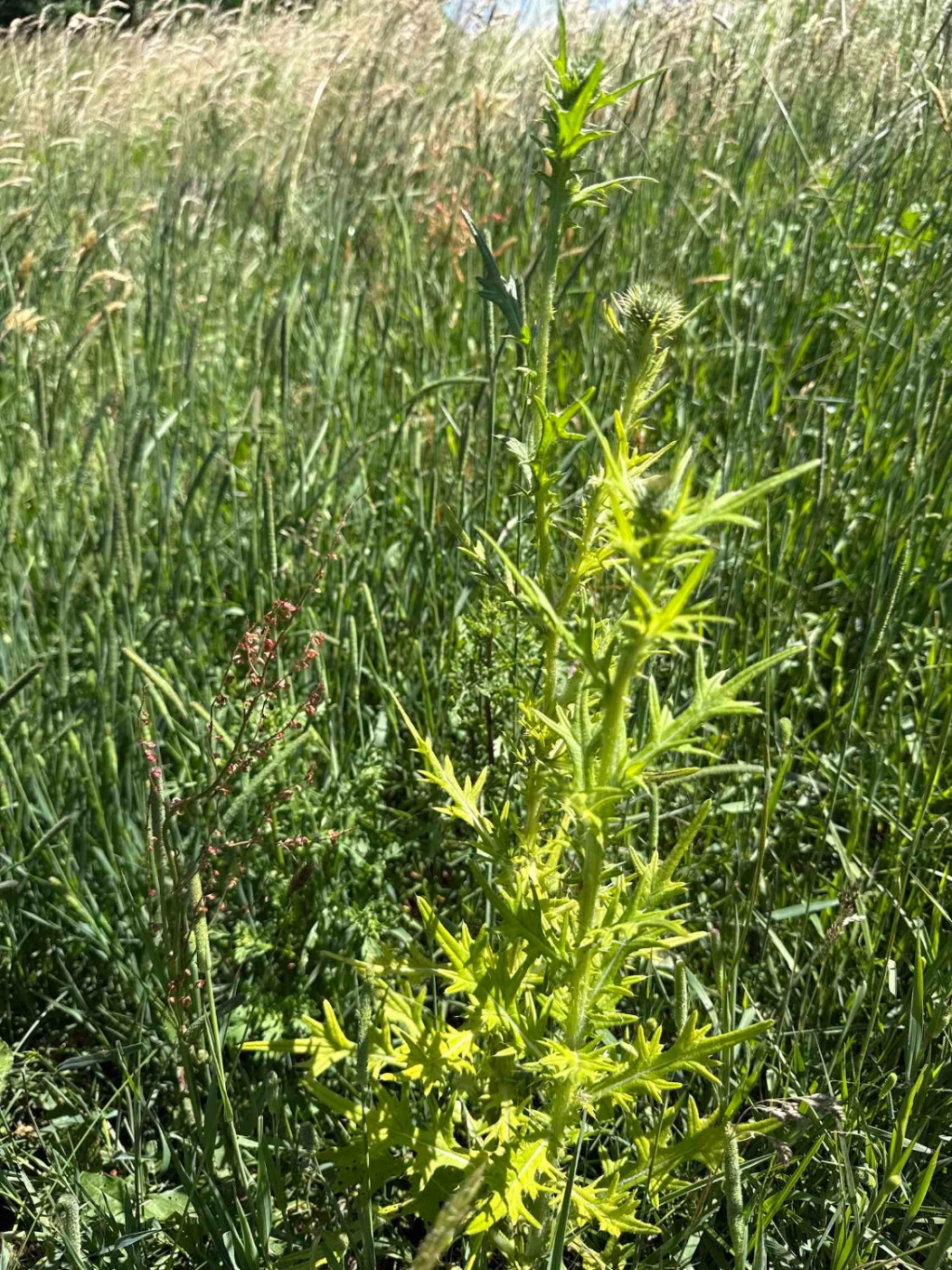 Cirsium arvense | Acker-Kratzdistel Cirsium arvense | Acker-Kratzdistel