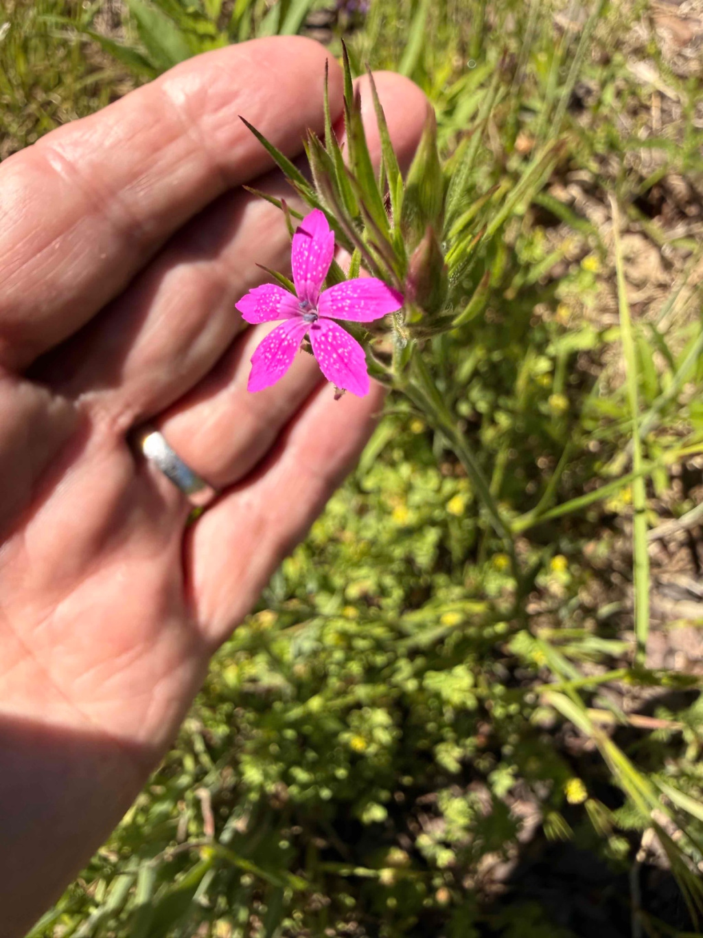 Dianthus armeria subsp. armeria | Raue Nelke Dianthus armeria subsp. armeria | Raue Nelke