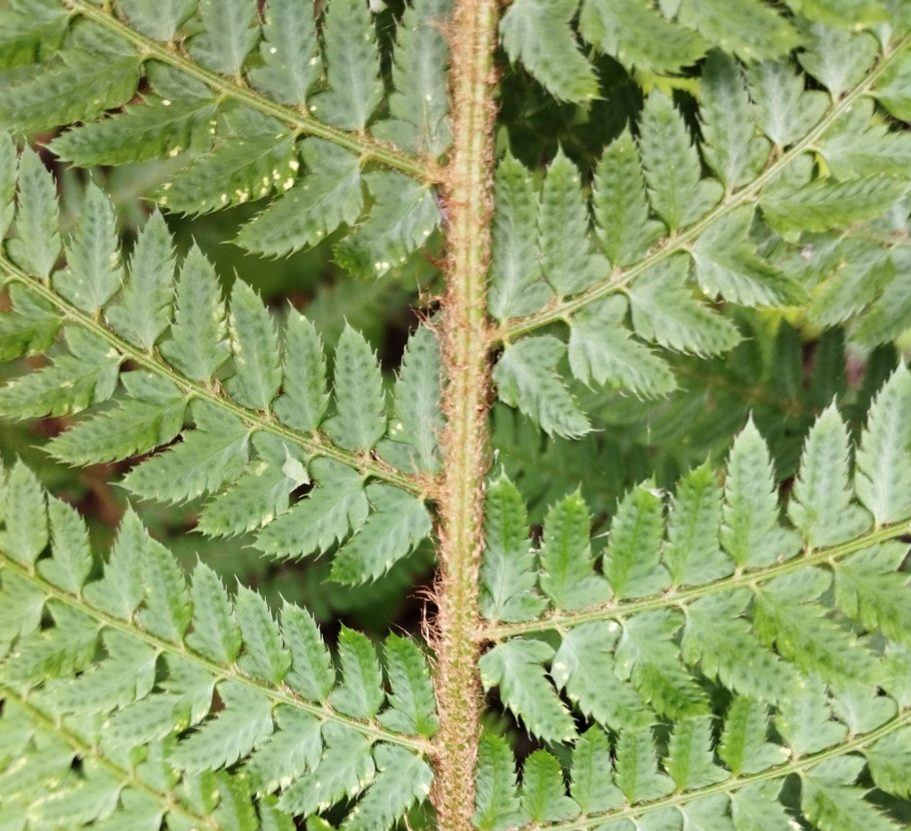 Polystichum setiferum | Grannen-Schildfarn Polystichum setiferum | Grannen-Schildfarn