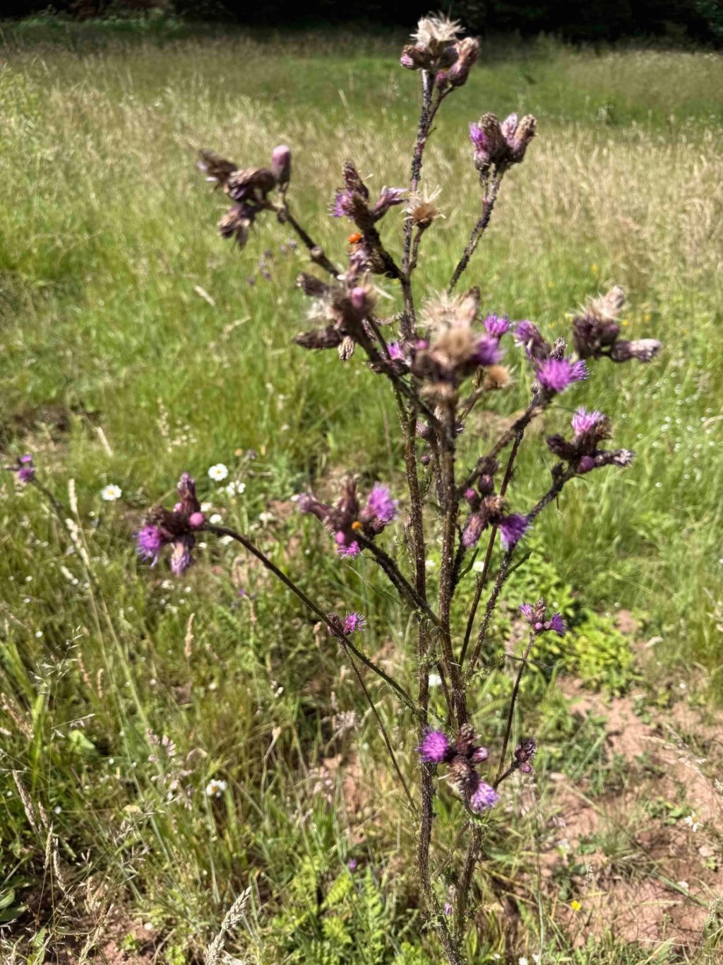 Cirsium palustre | Sumpf-Kratzdistel Cirsium palustre | Sumpf-Kratzdistel