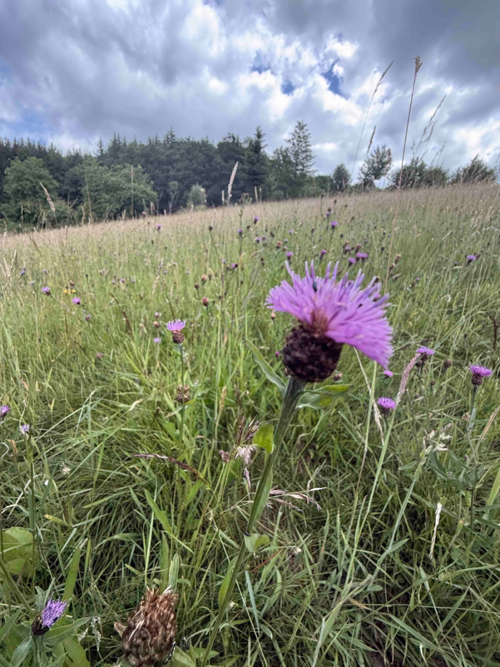 Centaurea jacea agg. | Wiesen-Flockenblume (Artengruppe) Centaurea jacea agg. | Wiesen-Flockenblume (Artengruppe)
