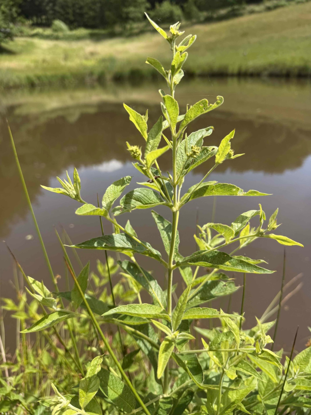 Lysimachia vulgaris | Gewöhnlicher Gilbweiderich Lysimachia vulgaris | Gewöhnlicher Gilbweiderich