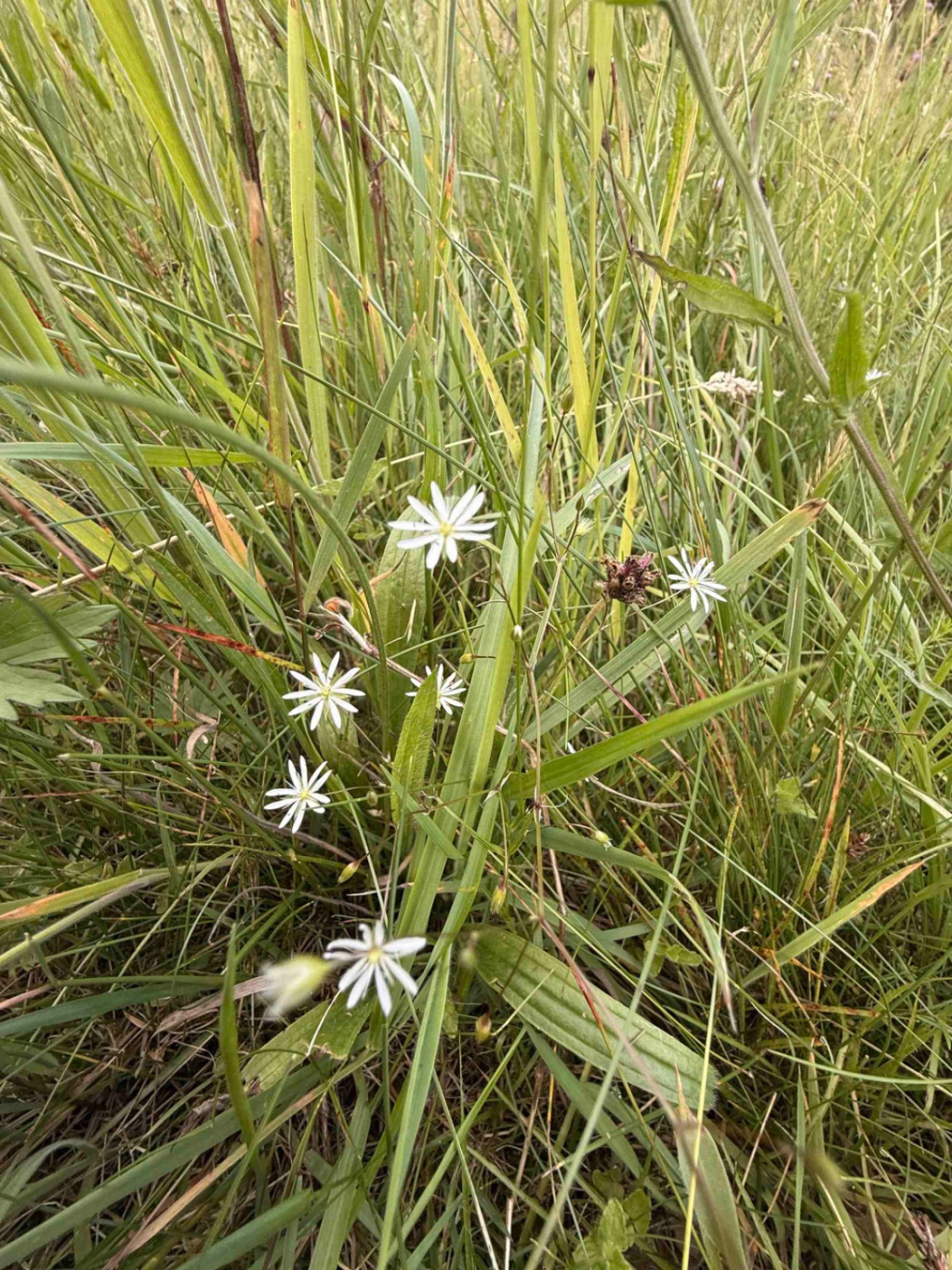 Stellaria graminea | Gras-Sternmiere Stellaria graminea | Gras-Sternmiere