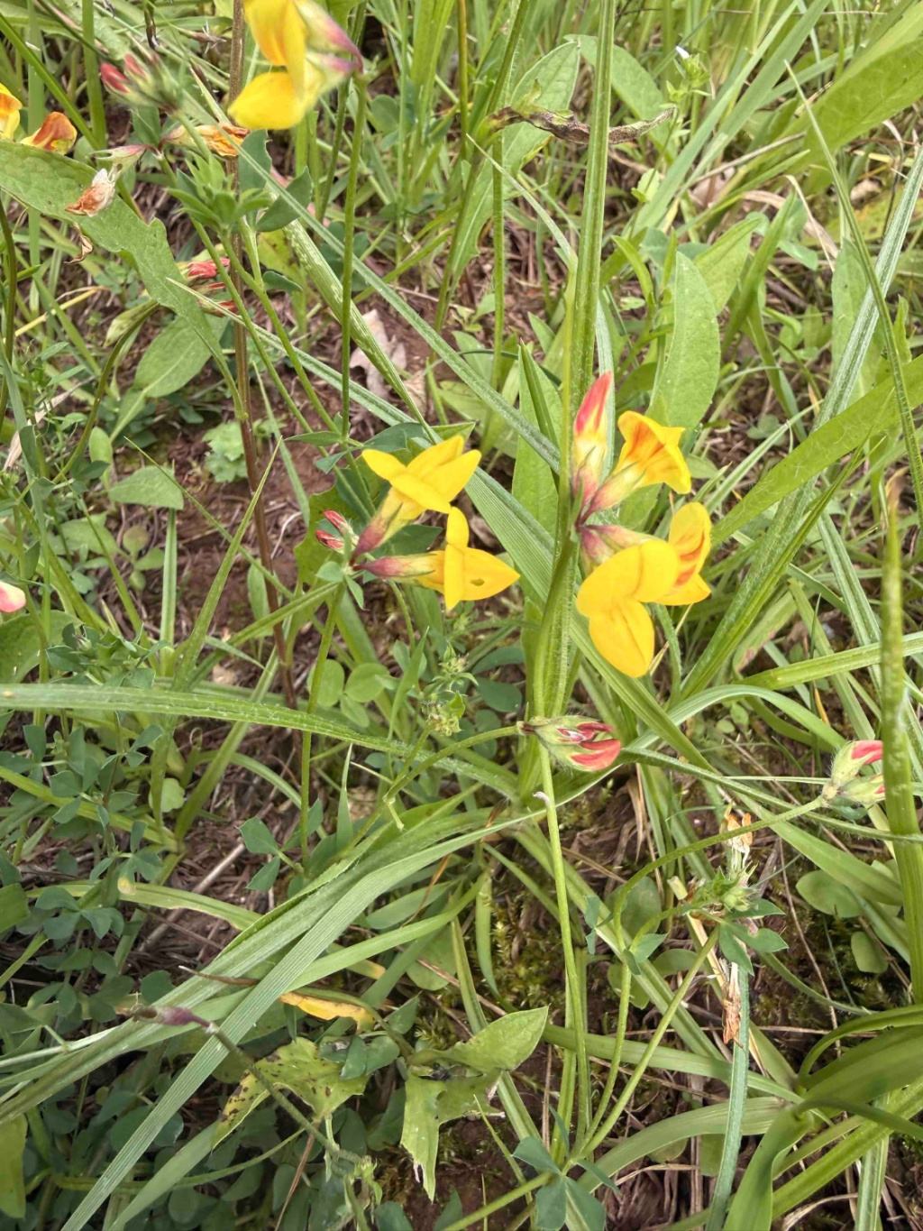 Lotus corniculatus | Gewöhnlicher Hornklee Lotus corniculatus | Gewöhnlicher Hornklee