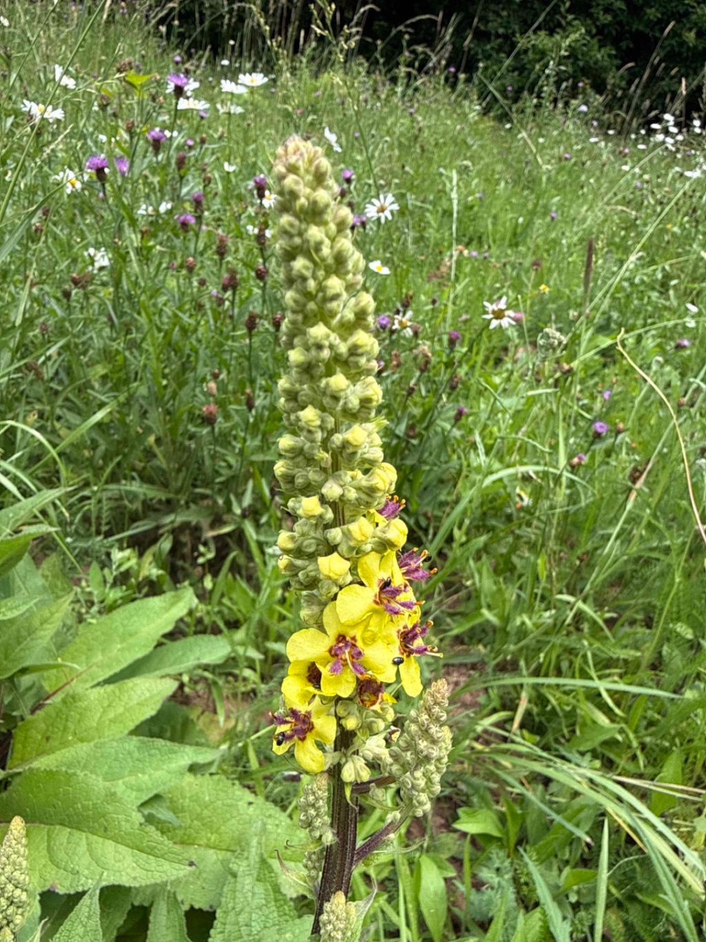 Verbascum nigrum subsp. nigrum | Schwarze Königskerze Verbascum nigrum subsp. nigrum | Schwarze Königskerze