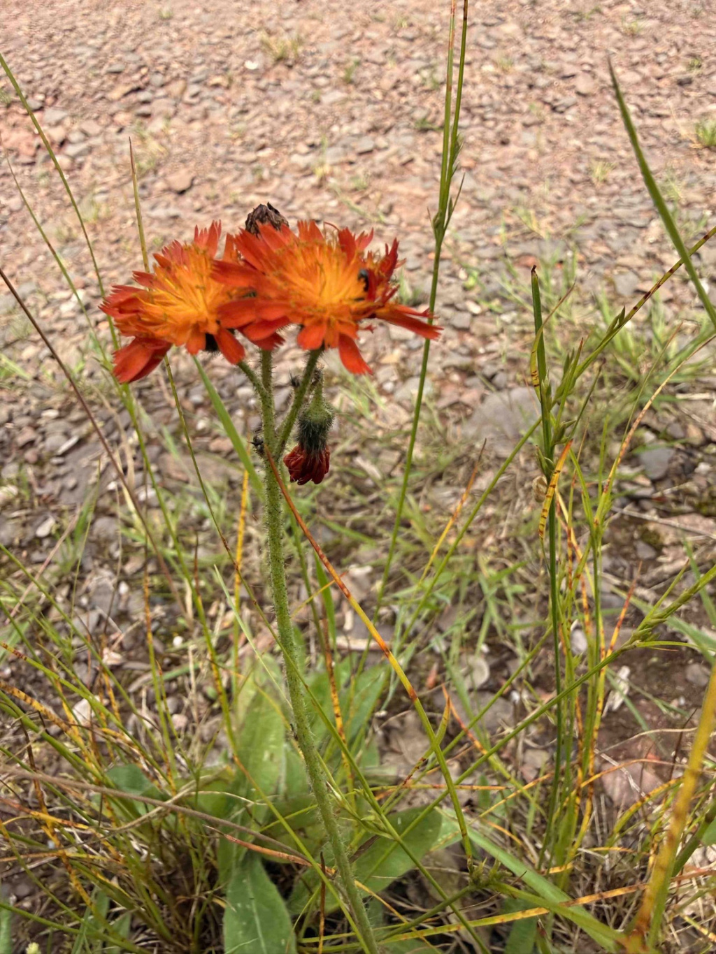 Hieracium aurantiacum | Orangerotes Habichtskraut Hieracium aurantiacum | Orangerotes Habichtskraut