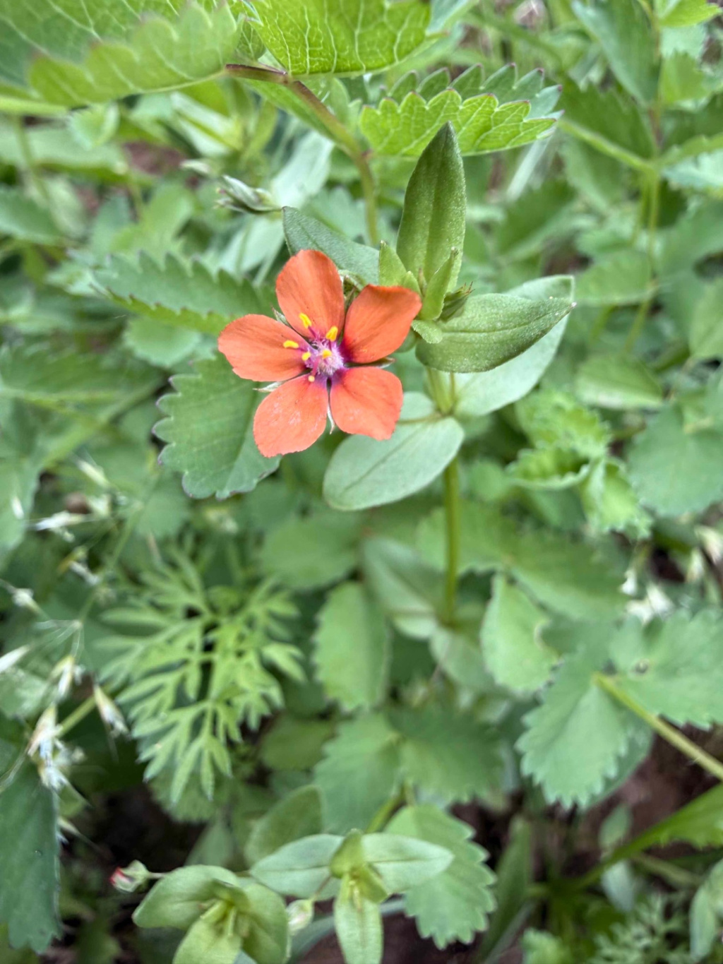 Anagallis arvensis subsp. arvensis | Acker-Gauchheil Anagallis arvensis subsp. arvensis | Acker-Gauchheil