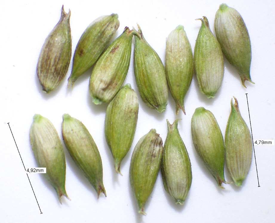 Carex riparia | Ufer-Segge Carex riparia | Ufer-Segge