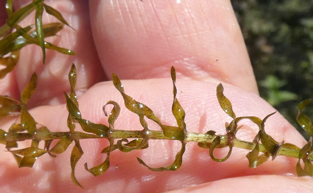 Elodea nuttallii | Nuttall-Wasserpest Elodea nuttallii | Nuttall-Wasserpest