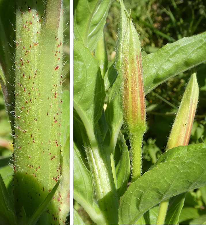 Oenothera fallax s. str. Oenothera fallax s. str.