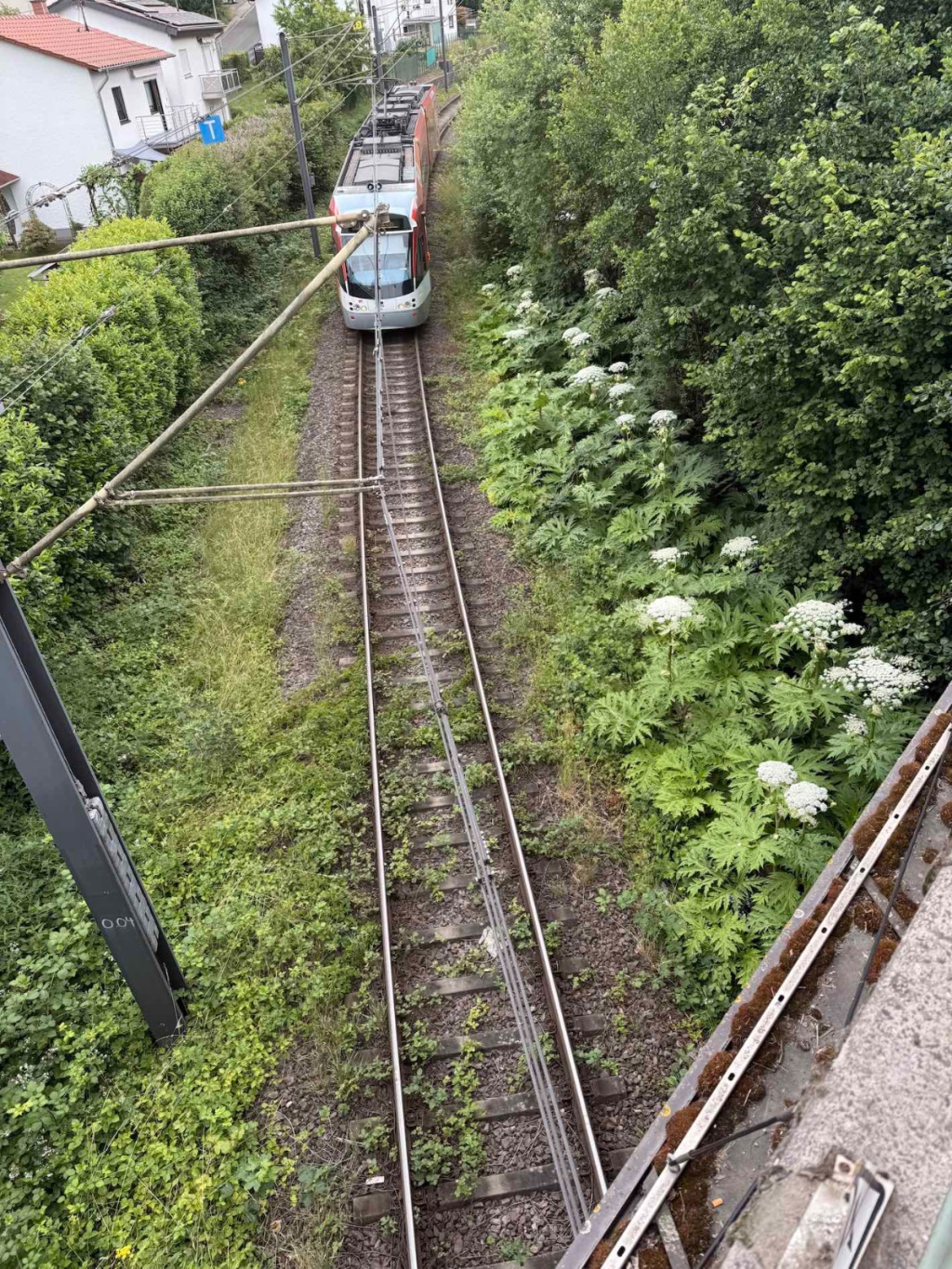 Heracleum mantegazzianum | Riesen-Bärenklau Heracleum mantegazzianum | Riesen-Bärenklau