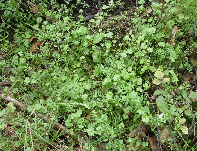Wahlenbergia hederacea | Efeu-Moorglöckchen Wahlenbergia hederacea | Efeu-Moorglöckchen