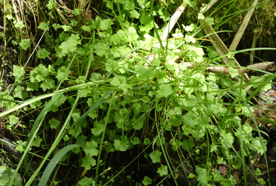 Wahlenbergia hederacea | Efeu-Moorglöckchen Wahlenbergia hederacea | Efeu-Moorglöckchen