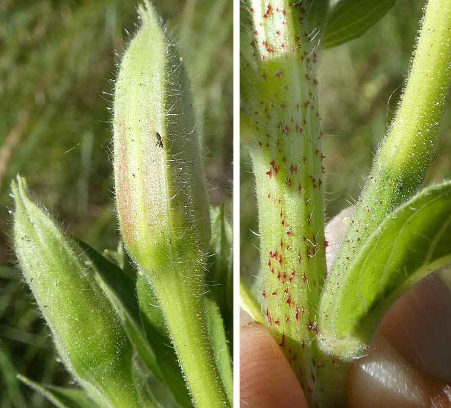 Oenothera fallax s. str. Oenothera fallax s. str.