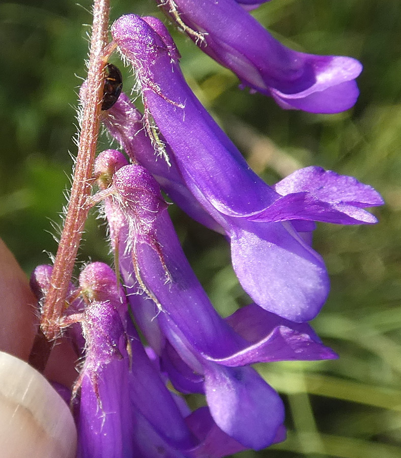 Vicia villosa subsp. villosa Vicia villosa subsp. villosa