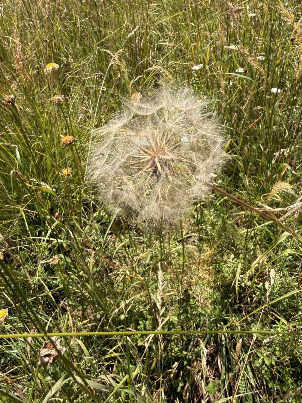 Tragopogon pratensis s. l. | Wiesen-Bocksbart (i. w. S.) Tragopogon pratensis s. l. | Wiesen-Bocksbart (i. w. S.)