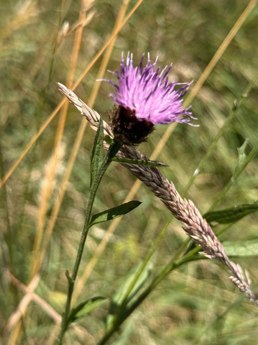 Centaurea jacea agg. | Wiesen-Flockenblume (Artengruppe) Centaurea jacea agg. | Wiesen-Flockenblume (Artengruppe)