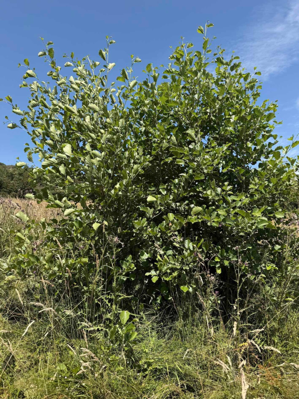 Alnus glutinosa | Schwarz-Erle Alnus glutinosa | Schwarz-Erle