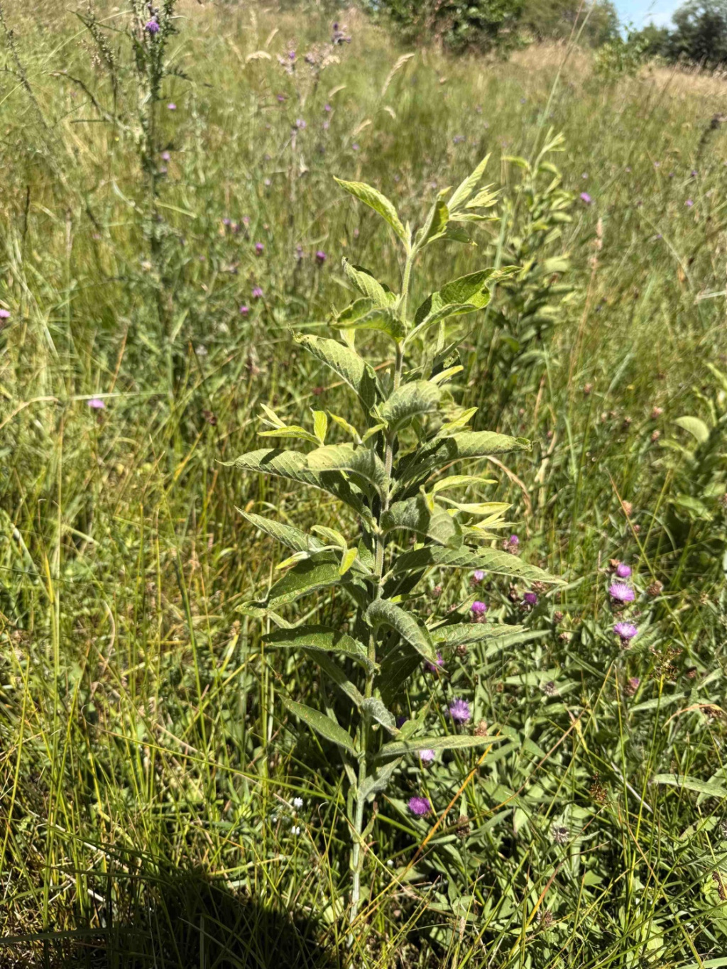 Lysimachia vulgaris | Gewöhnlicher Gilbweiderich Lysimachia vulgaris | Gewöhnlicher Gilbweiderich