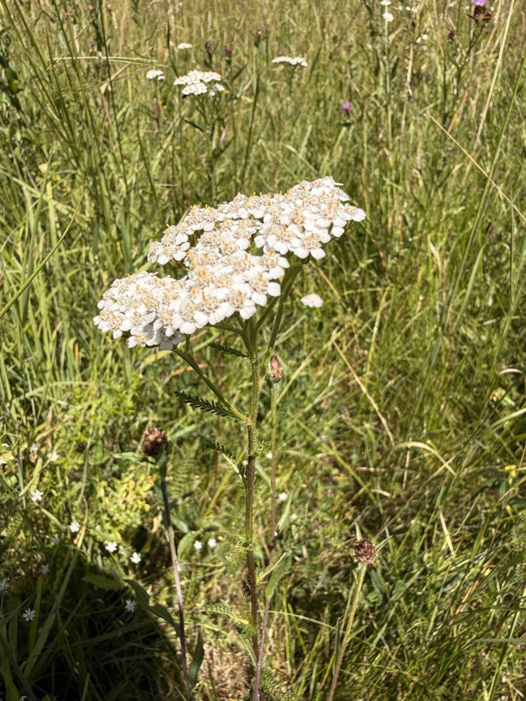 Achillea millefolium subsp. millefolium Achillea millefolium subsp. millefolium