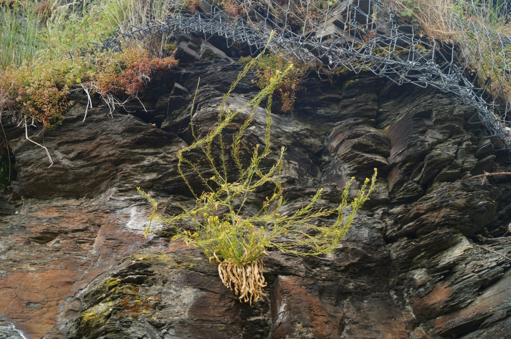 Sisymbrium austriacum subsp. austriacum | Österreichische Rauke Sisymbrium austriacum subsp. austriacum | Österreichische Rauke